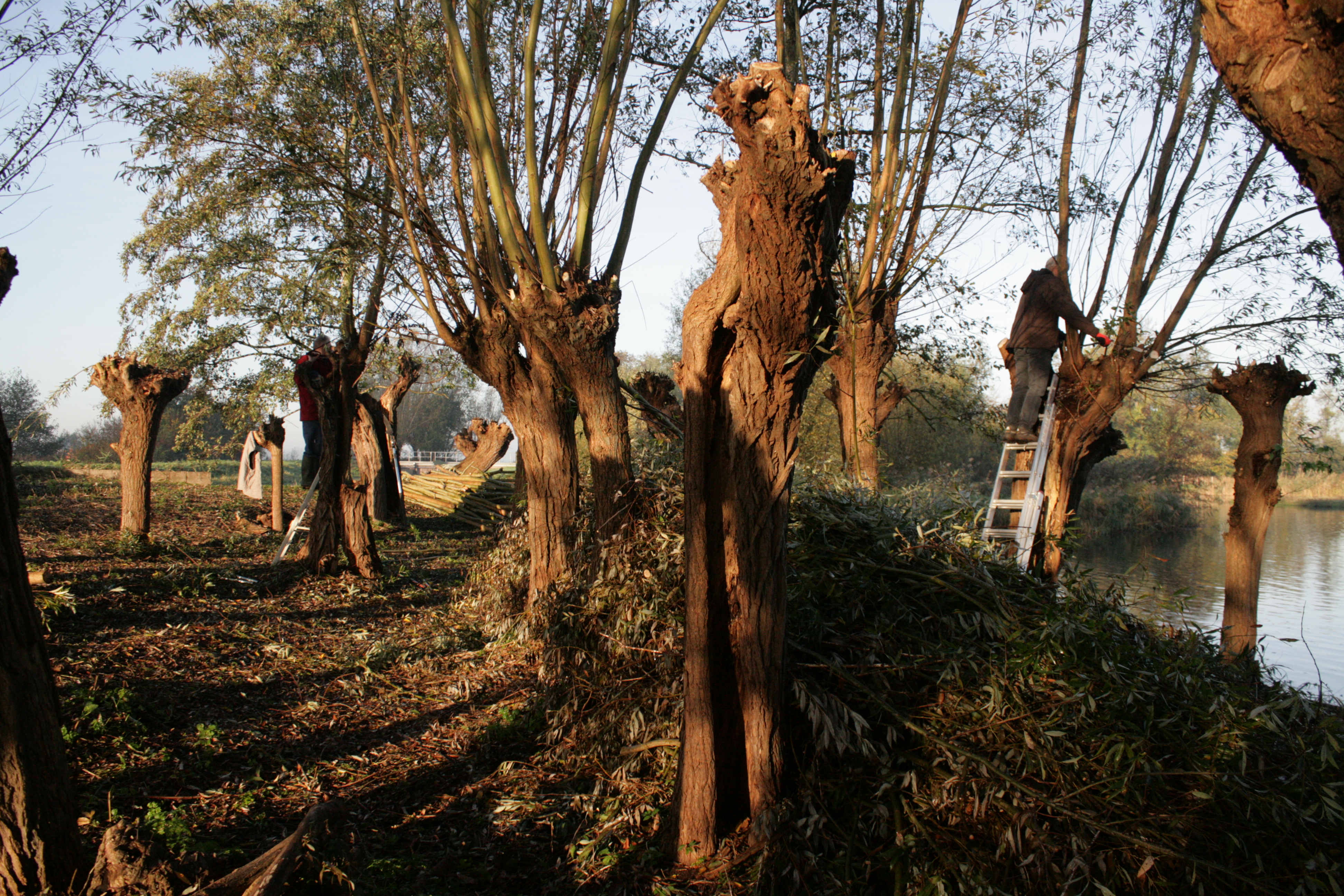 Knotploeg (Spookverlaat). Foto van Margot Klingers.